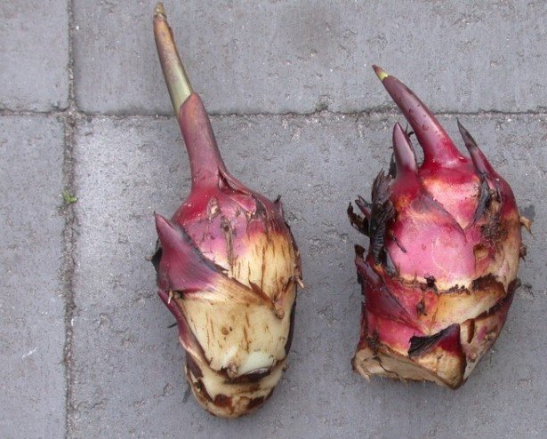 Dong riềng đỏ có chữa được bệnh mạch vành thể nhẹ?- Ảnh 3.