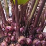 Dong riềng đỏ có chữa được bệnh mạch vành thể nhẹ?