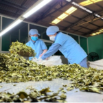 Dược liệu sạch – điều kiện sống còn của ngành Nam y