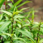 Rau răm: Từ thảo mộc vườn nhà đến vị thuốc dân gian