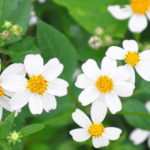 Tác dụng bất ngờ của loài hoa mọc dại ven đường