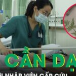 Ăn cần dại ba người nhập viện cấp cứu