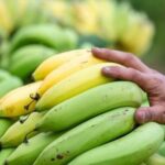 Chuối chín hay chuối xanh tốt hơn cho giảm mỡ?