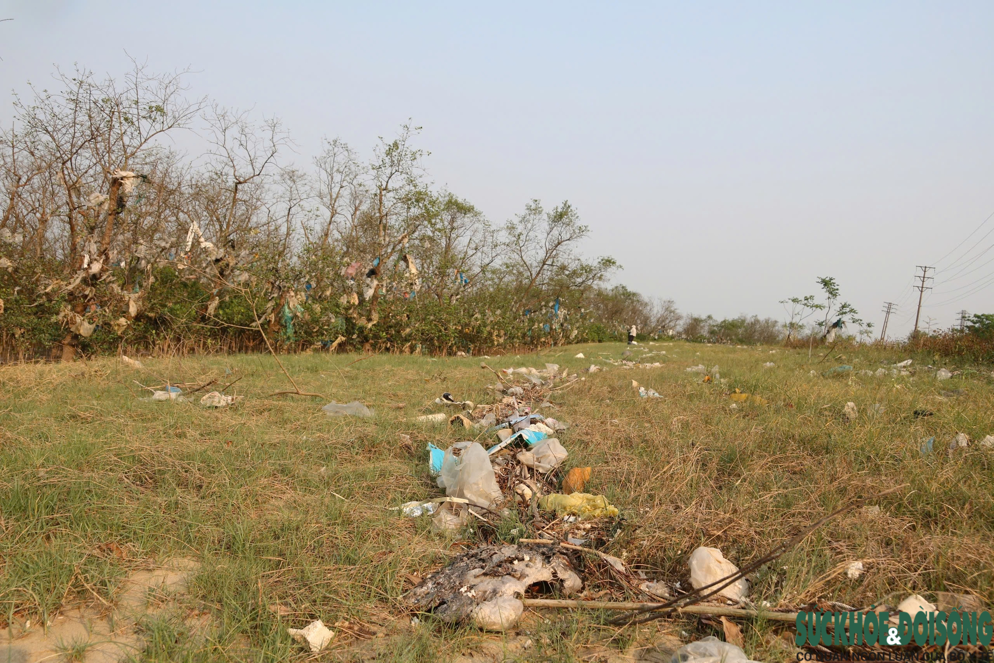Rừng bần nguyên sinh ven sông Lam 'nghẹt thở' trong rác thải- Ảnh 2.