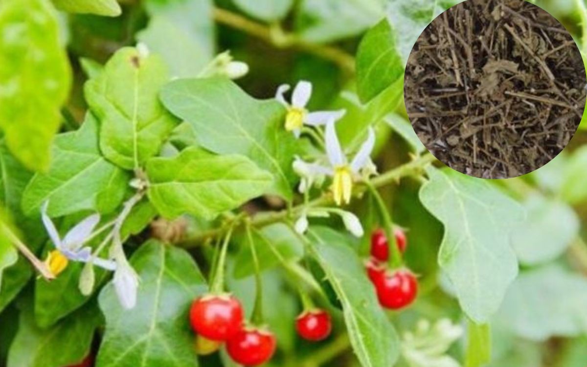 5 vị thuốc dưỡng gan vào mùa xuân