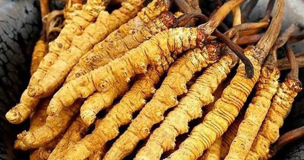 5 sai lầm phổ biến khi sử dụng đông trùng hạ thảo