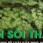 Loài cây mọc hoang giúp hỗ trợ tan sỏi thận được nhiều người tìm dùng