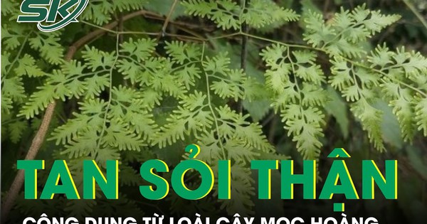 Loài cây mọc hoang giúp hỗ trợ tan sỏi thận được nhiều người tìm dùng