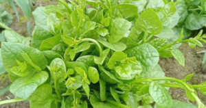 Giải nhiệt, nhuận tràng với rau mồng tơi