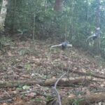 Những loài động vật quý hiếm vừa ghi nhận qua bẫy ảnh ở Bạch Mã