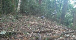 Những loài động vật quý hiếm vừa ghi nhận qua bẫy ảnh ở Bạch Mã