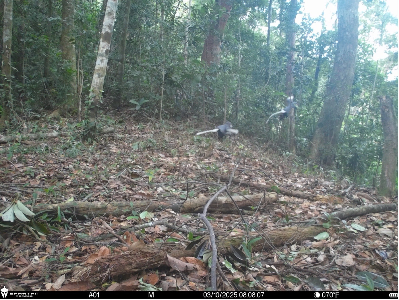 Những loài động vật quý hiếm vừa ghi nhận qua bẫy ảnh ở Bạch Mã- Ảnh 2.