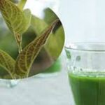 Nước lá mơ có tác dụng gì?