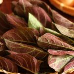 Tác dụng của lá mơ lông với sức khỏe xương khớp