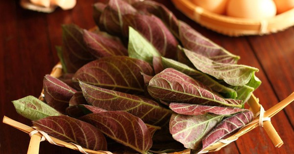 Tác dụng của lá mơ lông với sức khỏe xương khớp