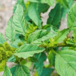 Công dụng chữa bệnh của cây rau dền gai