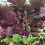 6 nhóm người không nên ăn lá tía tô