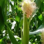 7 bài thuốc từ râu ngô cho người tăng huyết áp