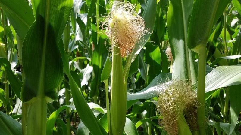 7 bài thuốc từ râu ngô cho người tăng huyết áp- Ảnh 1.