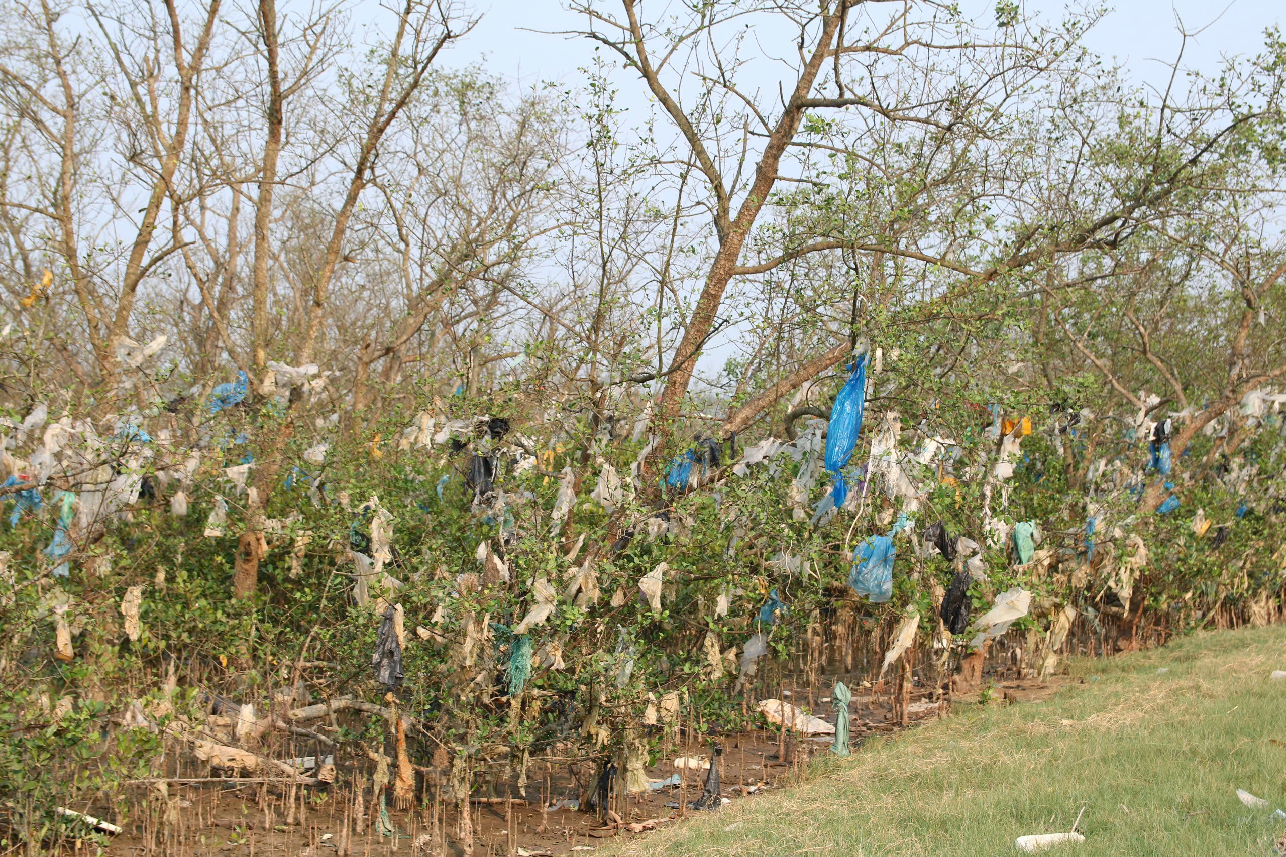 Rừng bần nguyên sinh ven sông Lam 'nghẹt thở' trong rác thải- Ảnh 6.