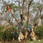 Rừng bần nguyên sinh ven sông Lam ‘nghẹt thở’ trong rác thải