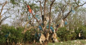 Rừng bần nguyên sinh ven sông Lam ‘nghẹt thở’ trong rác thải