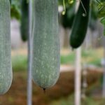 Bí xanh ngon, bổ dưỡng nhưng 4 nhóm người nên tránh