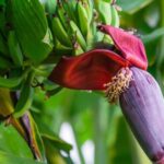 7 lý do nên ăn hoa chuối