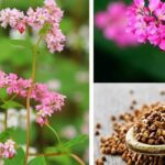 Bí mật sức khỏe trong một tách trà