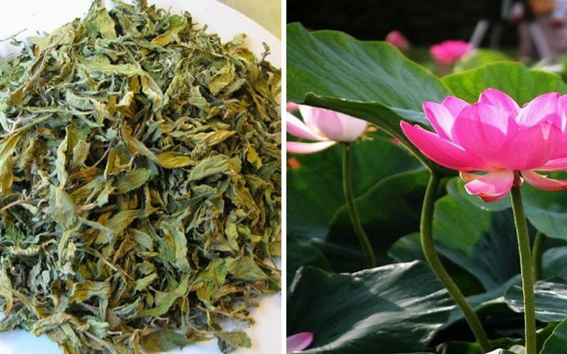 Lá sen, vị thuốc quý trong mùa hè- Ảnh 1. Lá sen, vị thuốc quý trong mùa hè- Ảnh 1.
