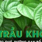 Lá trầu không thảo dược quý, dưỡng gan bổ não