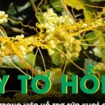 Công dụng bất ngờ của dây tơ hồng vàng hỗ trợ sức khoẻ nam giới