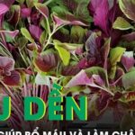 Rau dền bình dân nhưng giàu sắt giúp bổ máu và làm chậm lão hóa