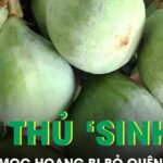 Cây mọc hoang bị bỏ quên hóa ‘trợ thủ’ sinh lý nam giới