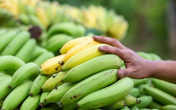 Quấn nóng bụng có làm 'tan mỡ'?- Ảnh 4. Chuối chín hay chuối xanh tốt hơn cho giảm mỡ?