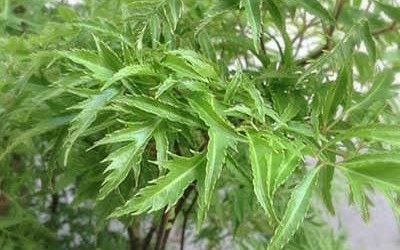 Uống lá đinh lăng hàng ngày có tốt không?- Ảnh 1. Phát hiện thêm nhiều tiềm năng chữa bệnh của cây đinh lăng
