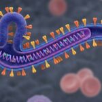 Ebola – tình trạng khẩn cấp mà WHO vừa công bố có lây qua quan hệ tình dục không?