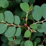 4 bài thuốc chữa bệnh từ lá cây phèn đen