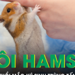 Nuôi chuột hamster, cô gái 30 tuổi mắc ký sinh trùng tấn công não