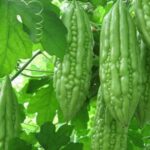 Dược thiện từ rau củ hỗ trợ ổn định huyết áp, mỡ máu và đường huyết