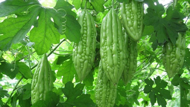 Dược thiện từ rau củ hỗ trợ ổn định huyết áp, mỡ máu và đường huyết- Ảnh 2.