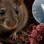 Điều gì khiến Hantavirus trở thành mối lo y tế dù ít gặp?