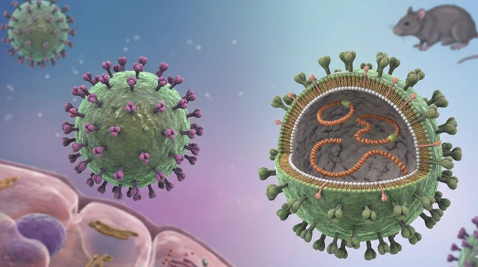 Cảnh giác nguy cơ nhiễm virus Hanta từ thực phẩm bị chuột xâm nhập- Ảnh 1. Cảnh giác nguy cơ nhiễm virus Hanta từ thực phẩm bị chuột xâm nhập- Ảnh 1.
