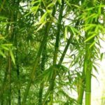 13 bài thuốc chữa bệnh từ cây tre