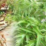 Những ai không nên uống nước đinh lăng