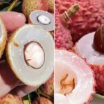 Ăn nhiều nhãn, vải thiều có gây mụn nhọt, hại cho da không?
