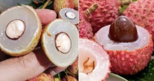 Ăn nhiều nhãn, vải thiều có gây mụn nhọt, hại cho da không?