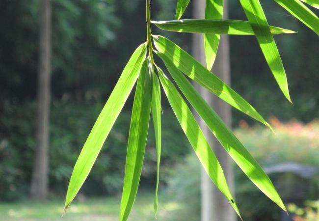 Tác dụng chữa bệnh của lá tre - Ảnh 1. Tác dụng chữa bệnh của lá tre - Ảnh 1.