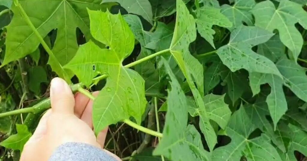 Cây rau mì chính bắt nguồn từ đâu?