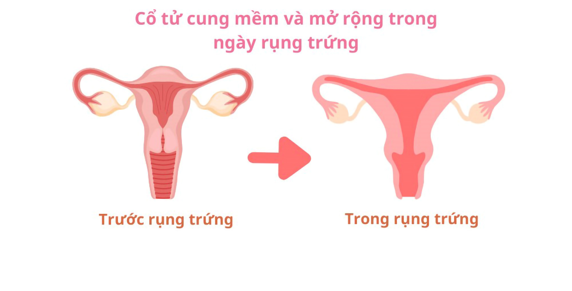 12 dấu hiệu giúp chị em nhận biết mình đang rụng trứng- Ảnh 1. 12 dấu hiệu giúp chị em nhận biết mình đang rụng trứng- Ảnh 1.